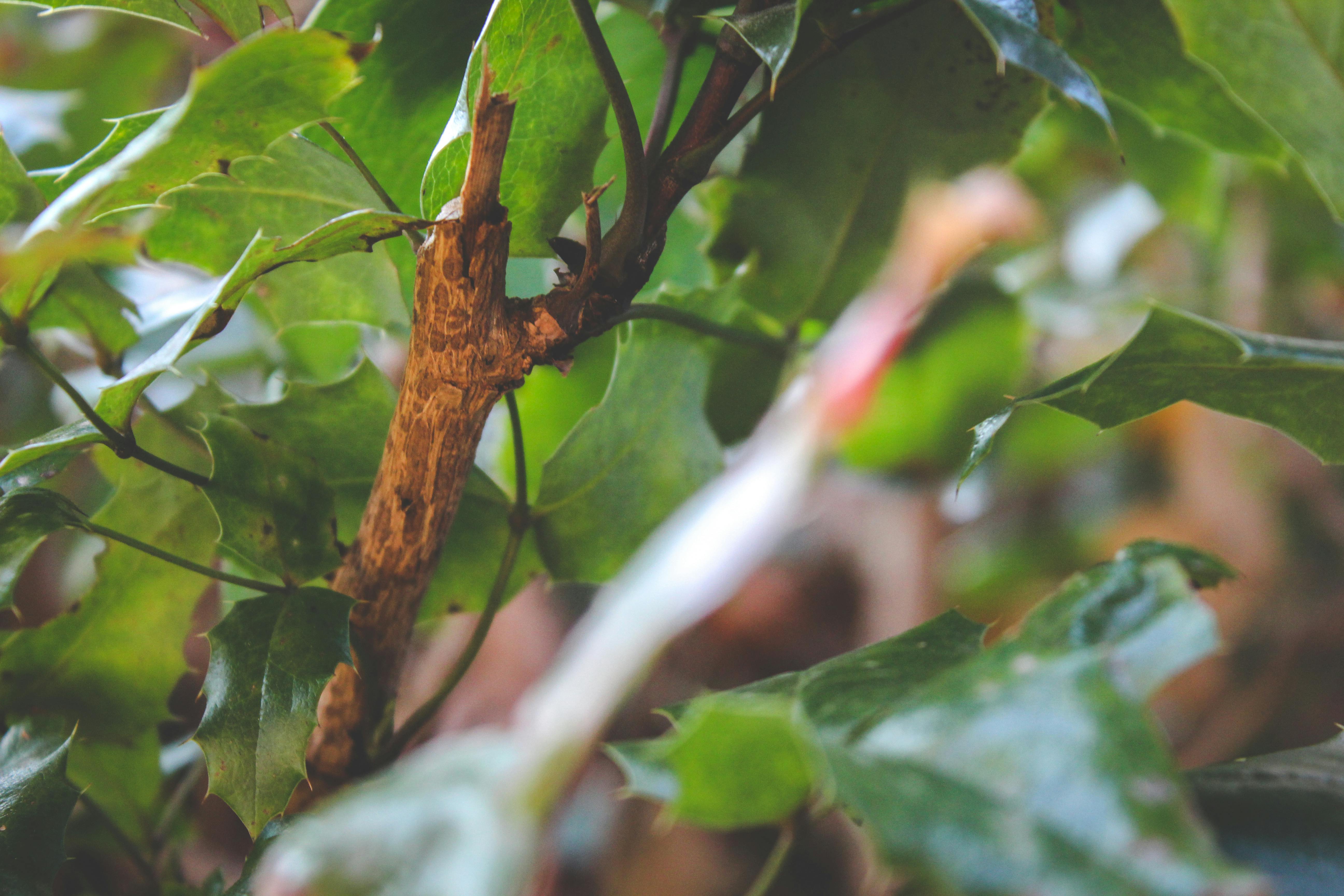 Free stock photo of green, nature, nature photography