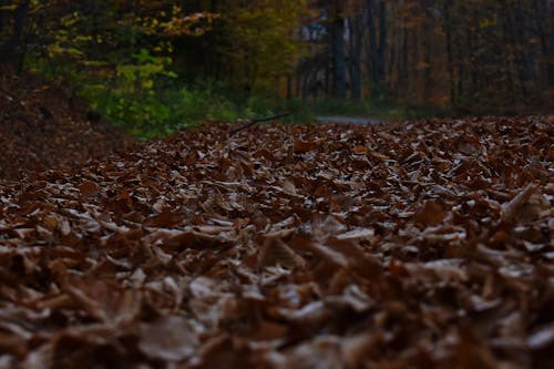 Free Close-Up Photo of Dried Leaves on Ground Stock Photo