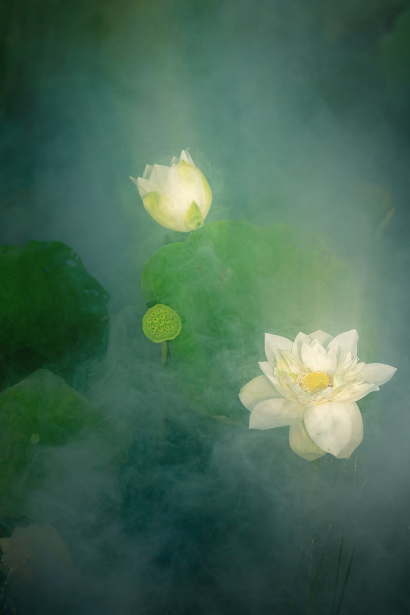 Lotus flowers emerging through mystical mist, capturing a serene and tranquil moment in nature
