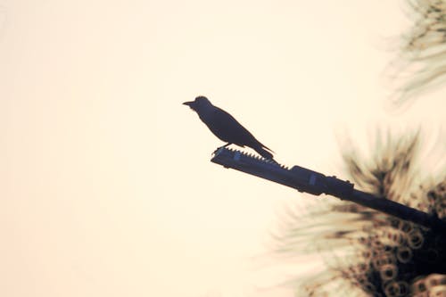 Crow silhouette at sunrise