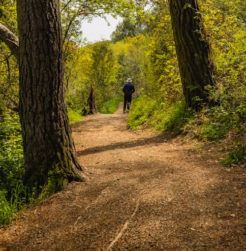 Person Walking on Trail in Woods