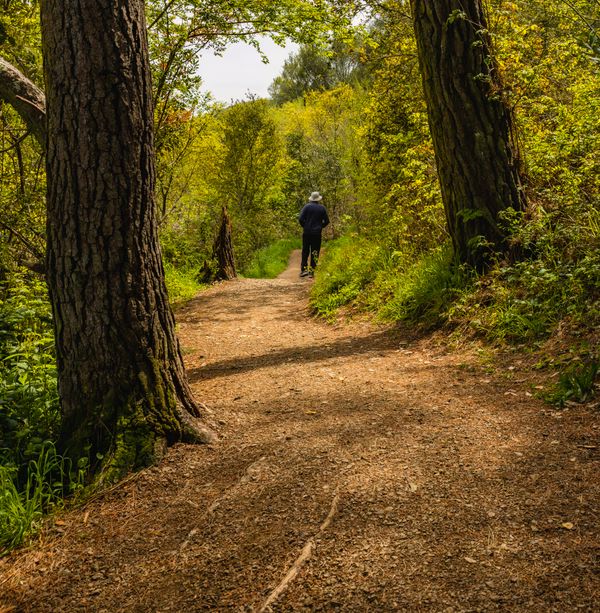 Hiking trail at dusk — Robert So on Pexels