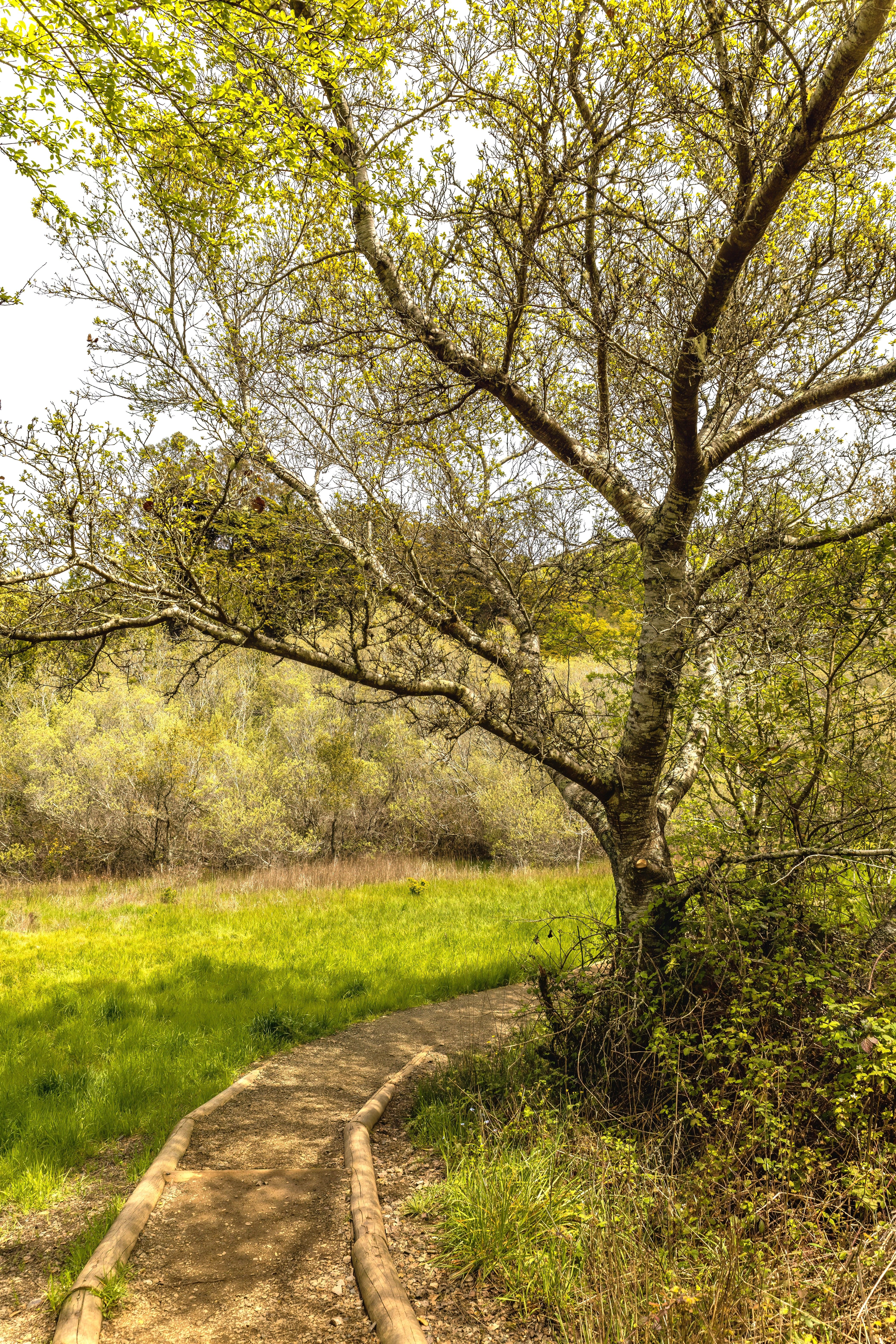 Tree by Footpath in Park · Free Stock Photo