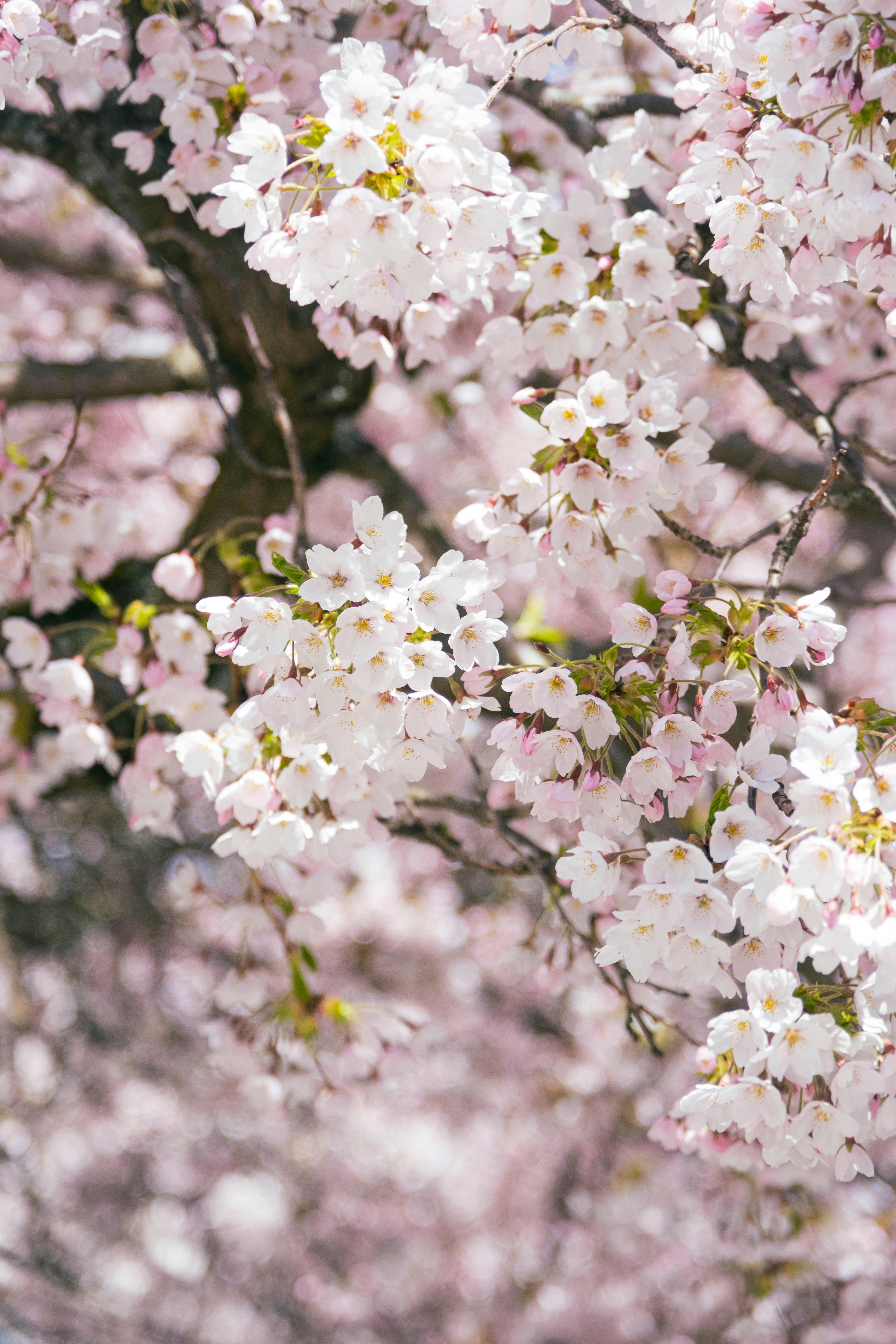 Close-up of cherry blossoms highlighting their delicate white and pink petals, symbolizing spring renewal.