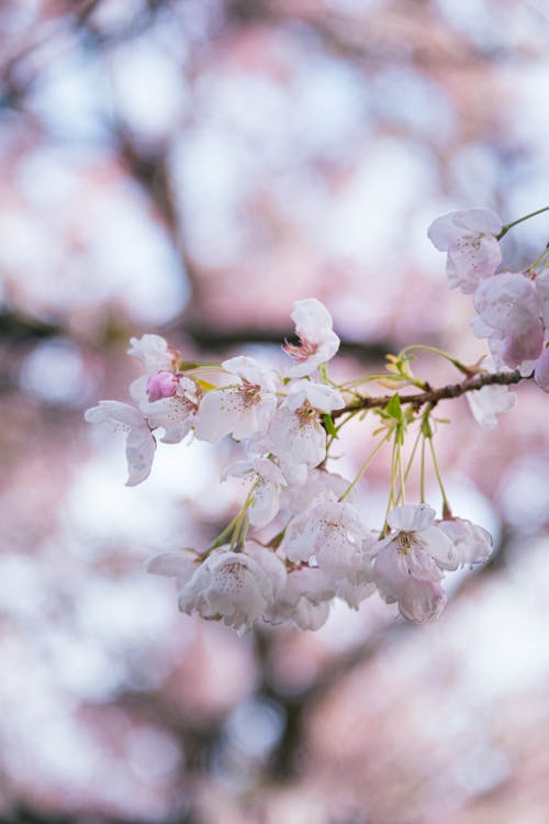 Fotos de stock gratuitas de bokeh, cerezos en flor, de cerca