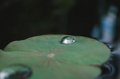grátis água Dew On Green Lily Pod Foto profissional