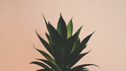 Aloe Vera Plant