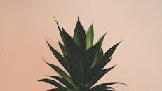 常春藤植物尖锐叶子的特写镜头，背景中性柔和