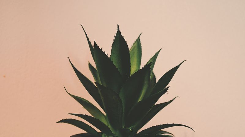 Green aloe plant