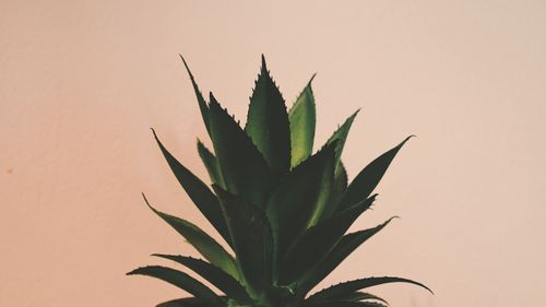 Free Close-up of aloe vera plant with sharp leaves against a neutral pastel background. Stock Photo