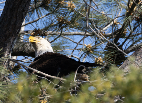 Bald eagle resting on tree branches provides a stunning wildlife scene in its natural habitat.