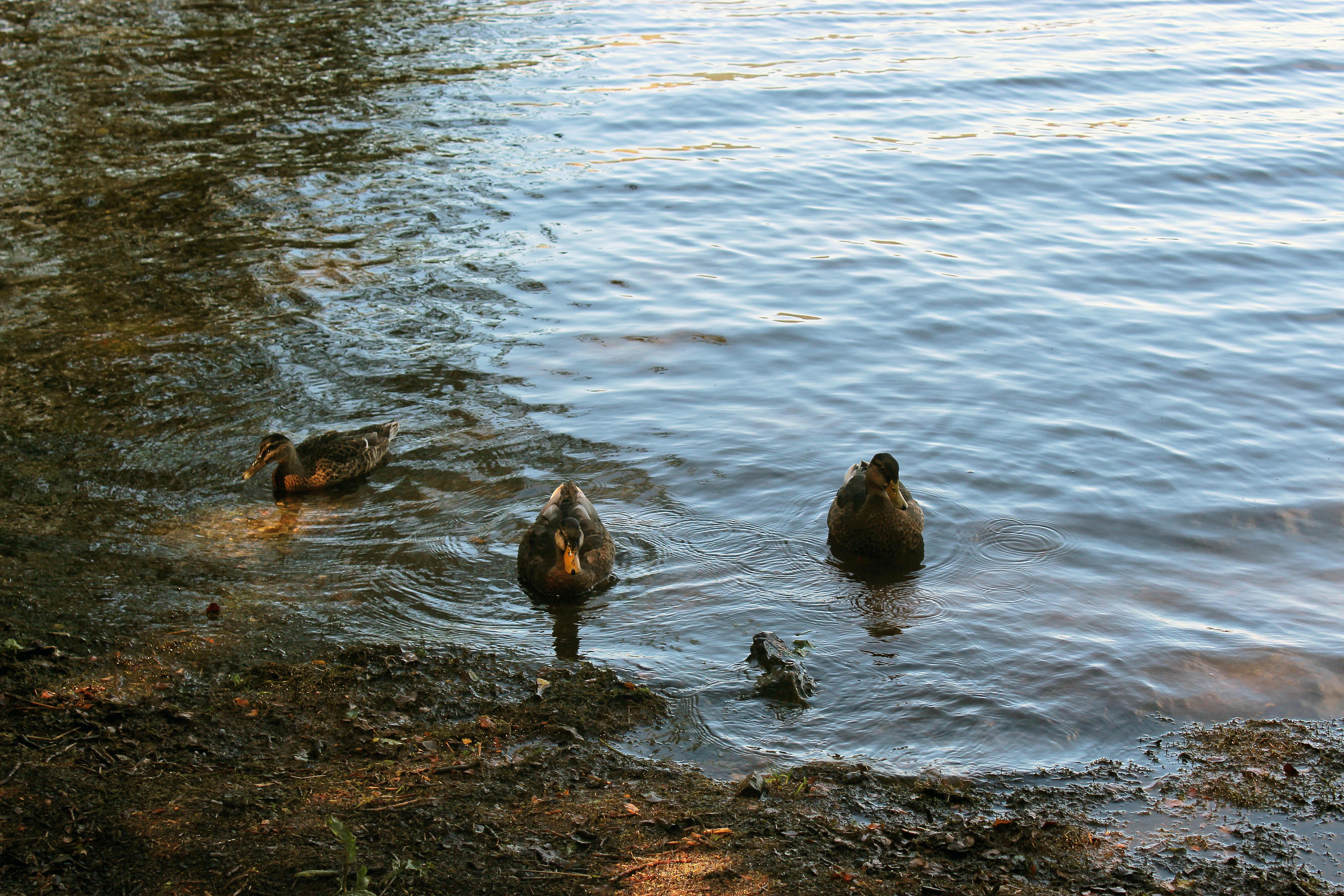 Chùa Đồng Yên Tử