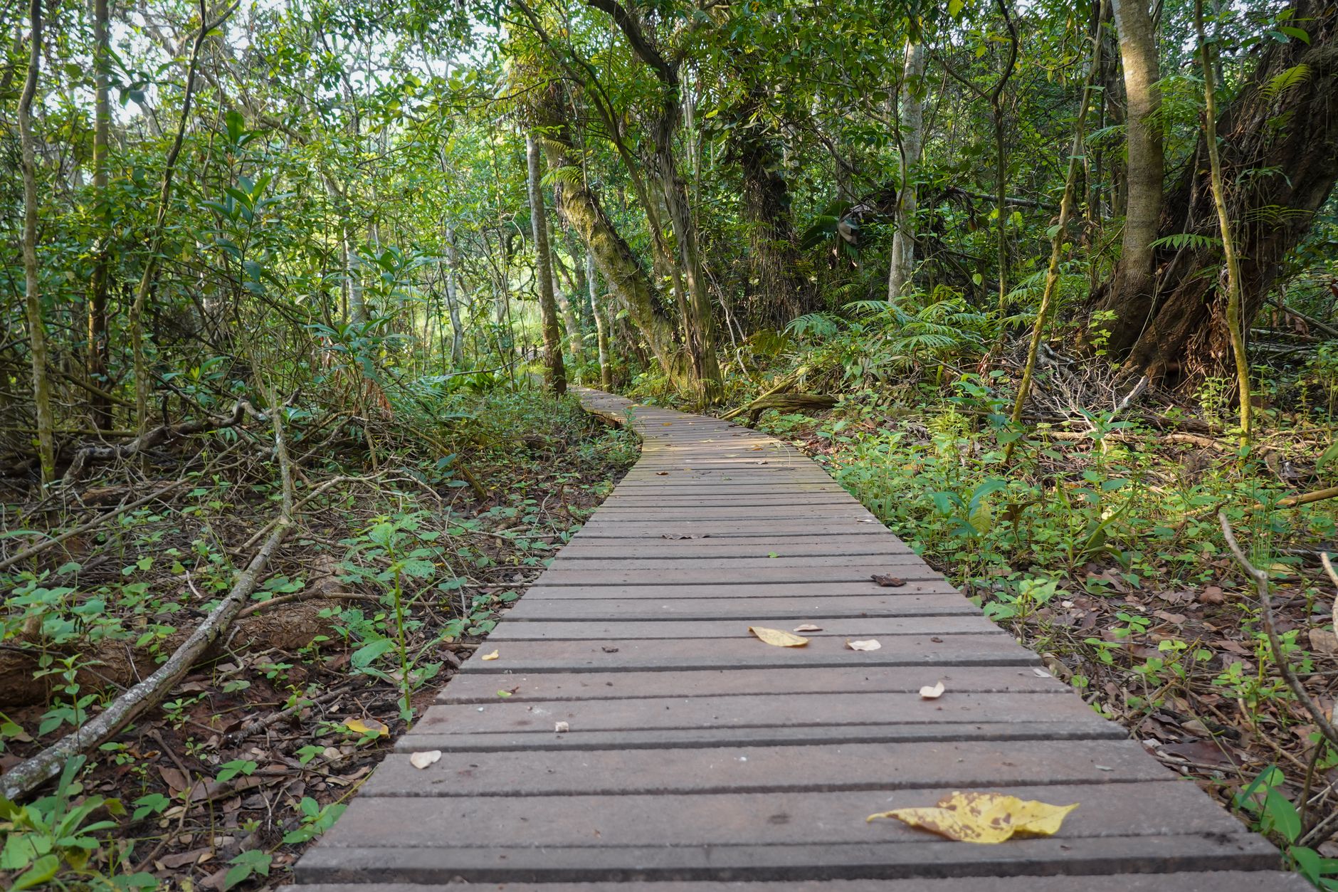 Responsible Wildflower Tourism: How to Visit Without Leaving a Mark