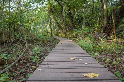 Free Tranquil wooden boardwalk winding through a vibrant green forest, perfect for hiking and nature enthusiasts. Stock Photo