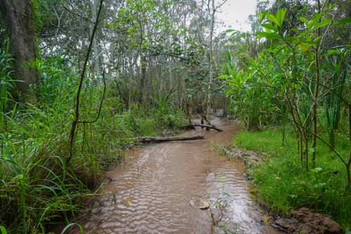 Free Explore the serene beauty of a forest stream surrounded by dense green vegetation. Stock Photo