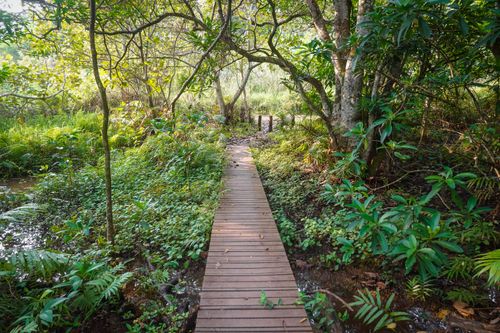 Free A serene boardwalk path through vibrant green forest and marshland. Stock Photo