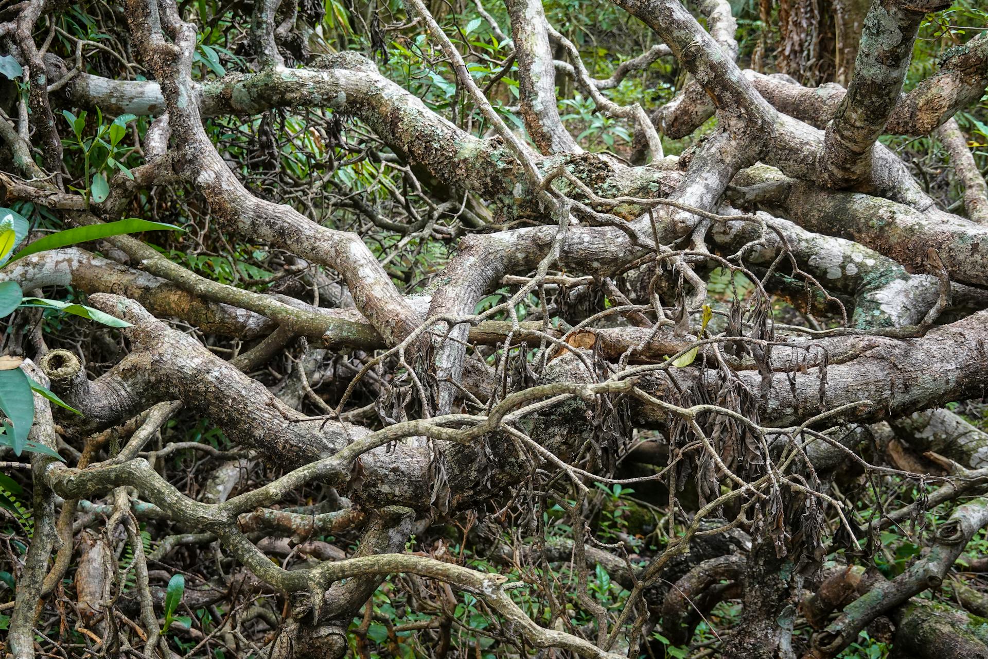 A complex network of tangled and twisted branches in a lush forest environment.