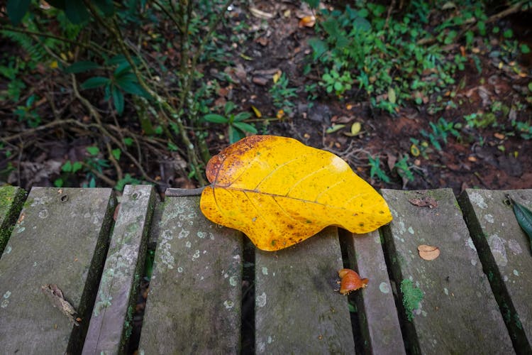 Autumn Leaf On Wooden Planks