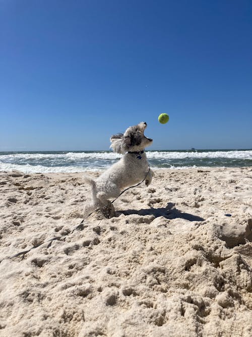 Small Dog Catching Ball on Beach
