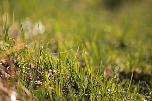 Grass in Meadow