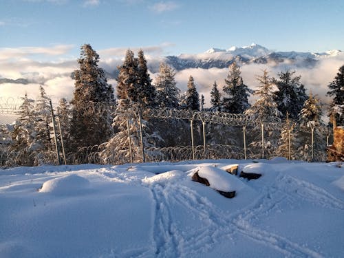 Immagine gratuita di alberi, filo spinato, inverno