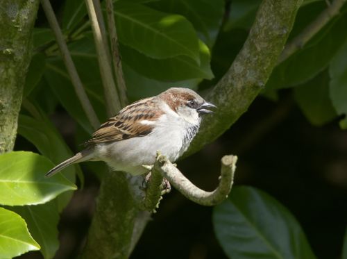 Free Sparrow perching on a tree branch in natural habitat, showcasing wildlife beauty. Stock Photo