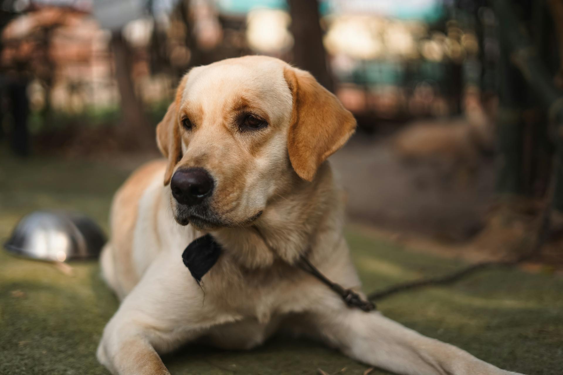 Porträtt av labradorretriever