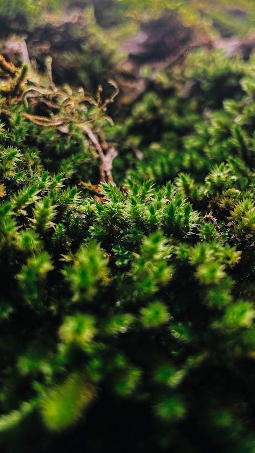 Foto profissional grátis de ecológico, grama, natureza bela