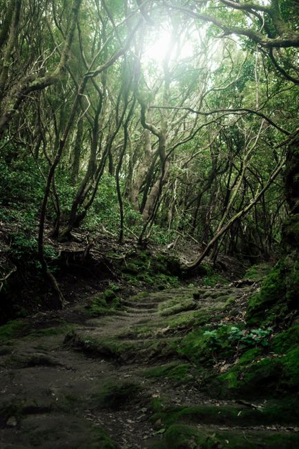 Discover a serene and lush forest pathway in Los Cristianos, perfect for a tranquil stroll.