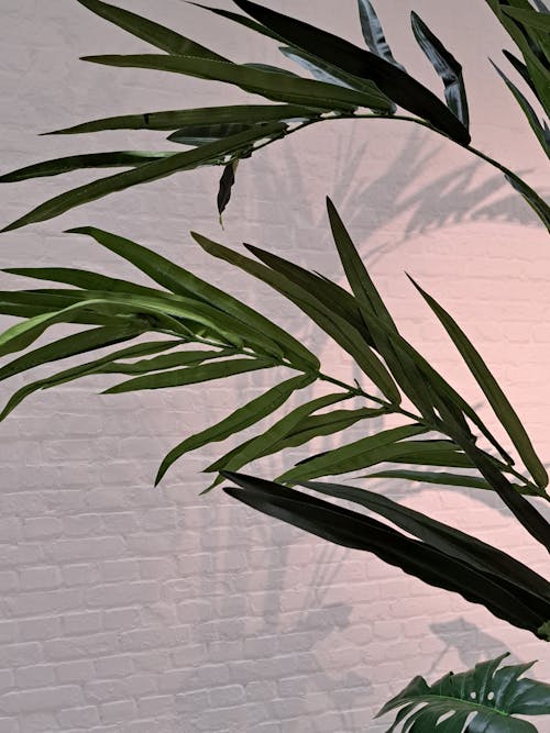 Big Plant Leaves near White Wall