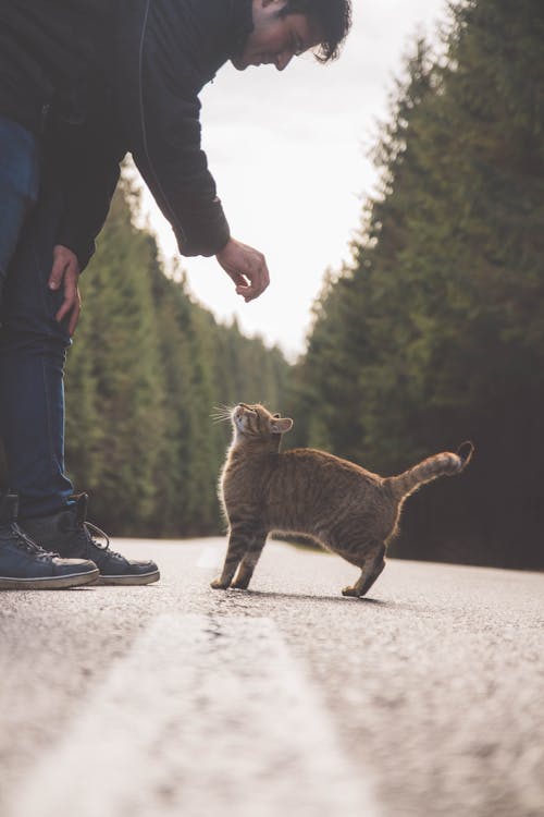 Free Man Near Orange Tabby Cat Stock Photo