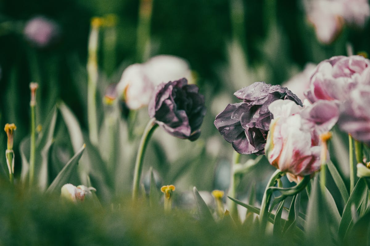 Chelsea women’s football players celebrating a goal