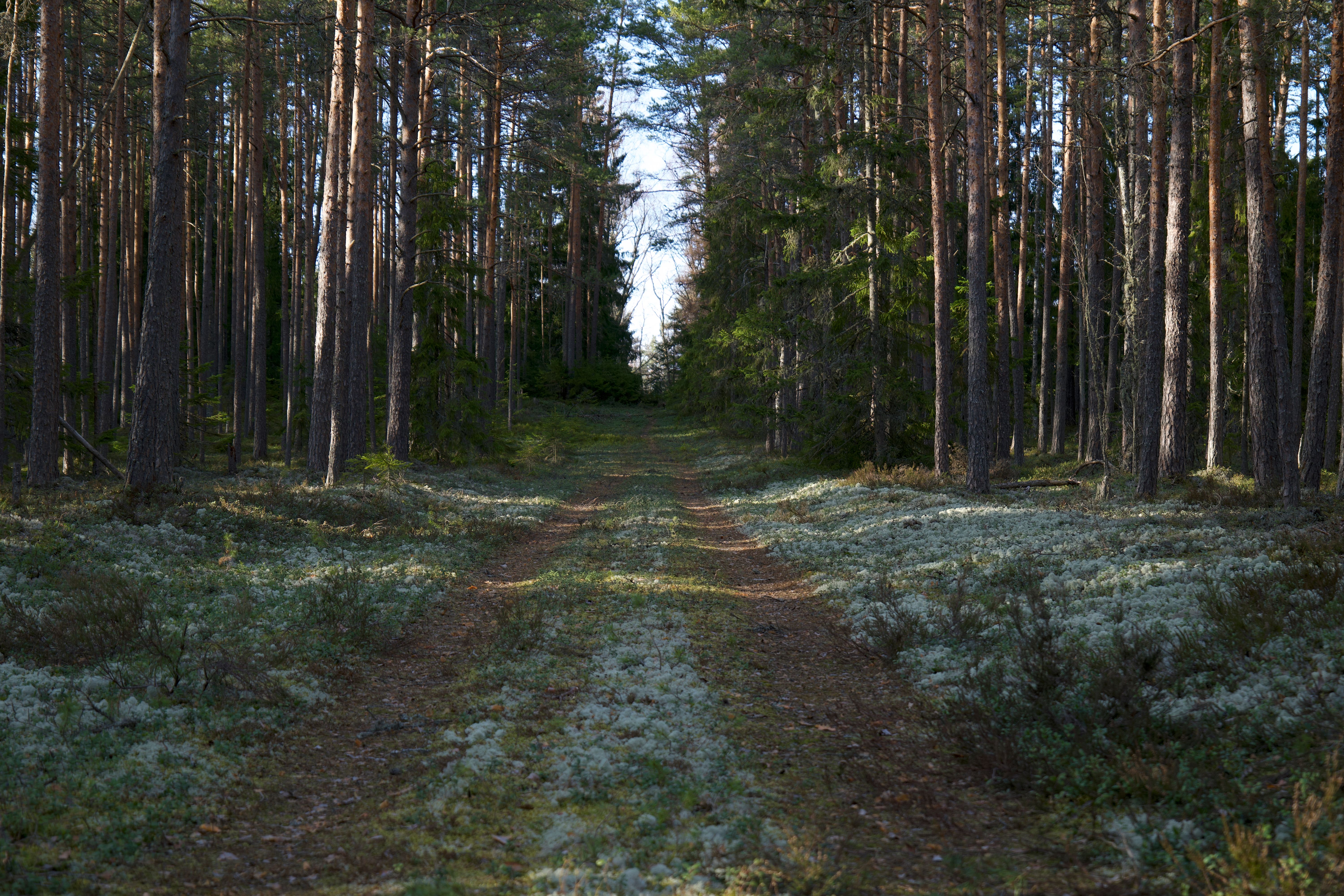 Dirt Road among Trees in Forest · Free Stock Photo