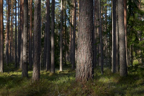 Imagine de stoc gratuită din adânc, arbori, brun