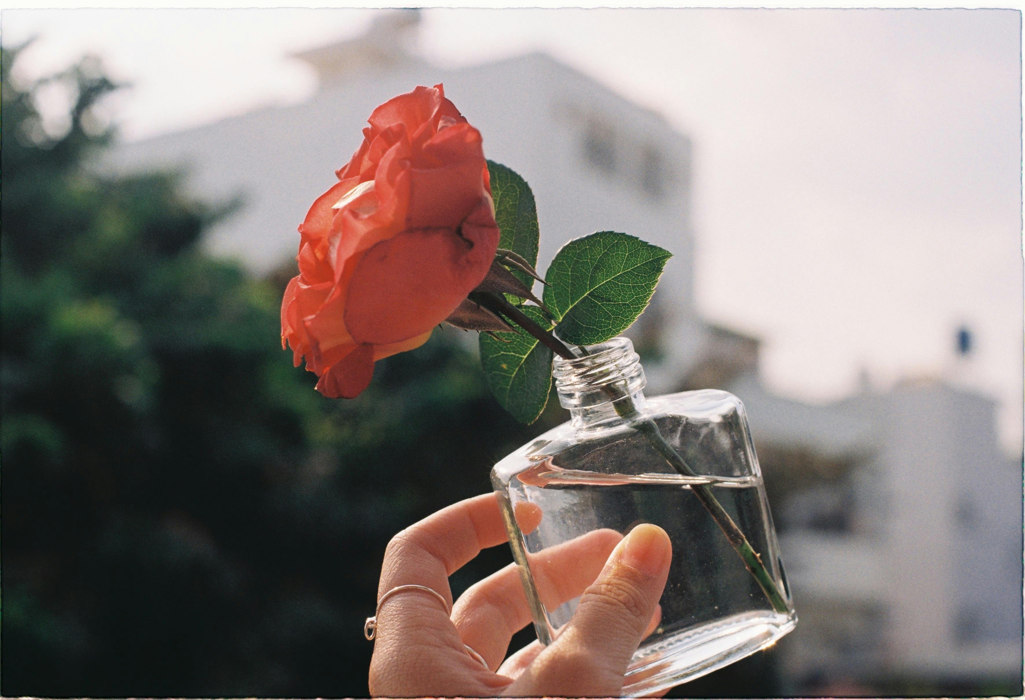 Red rose in a glass bottle held by a hand, reflecting elegance and simplicity.