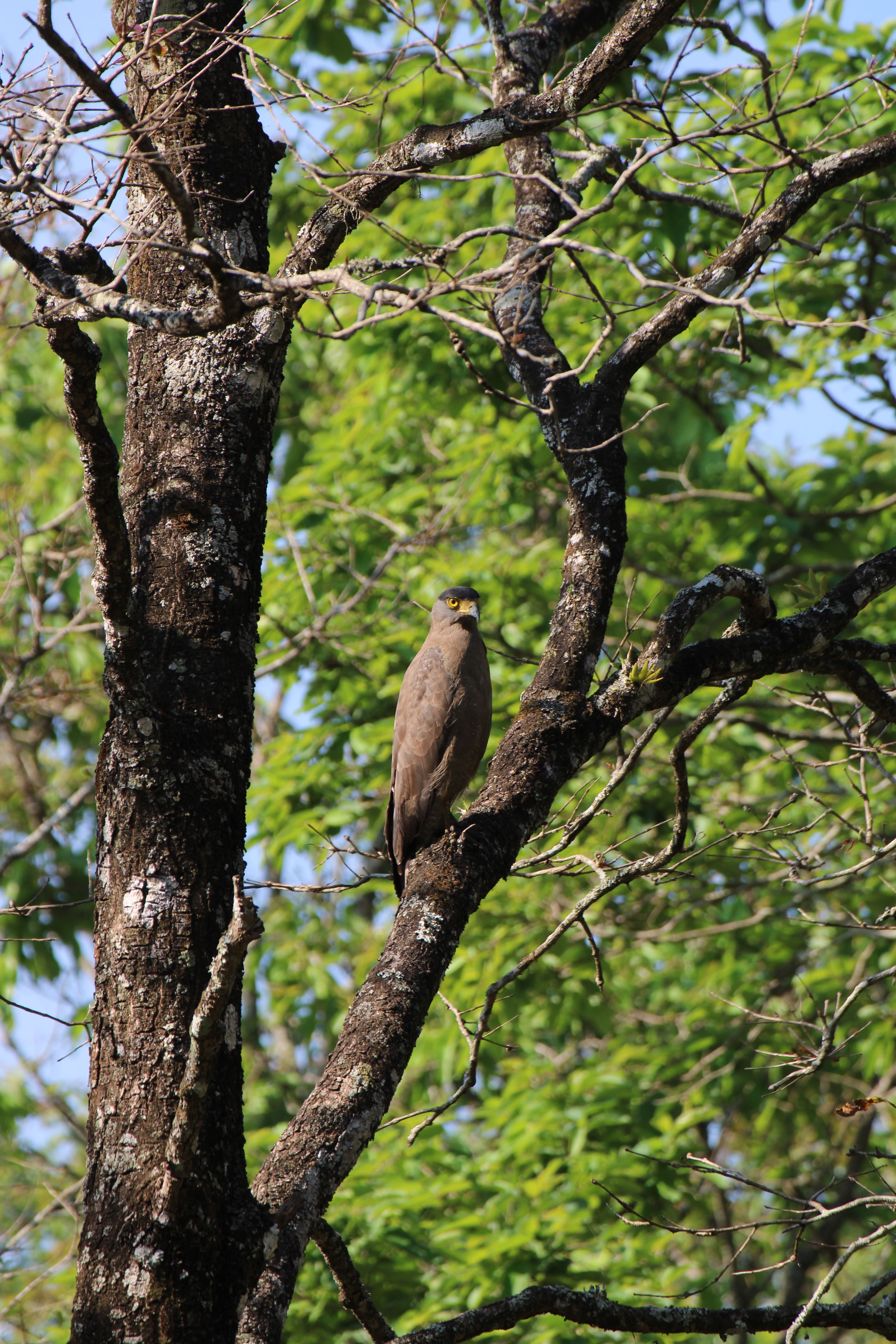 Raptor on Tree · Free Stock Photo