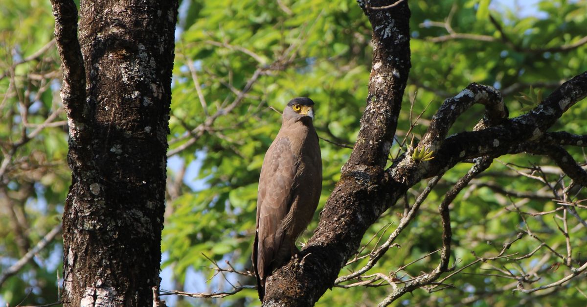 Tree Raptor Raptor on Tree · Free Stock Photo