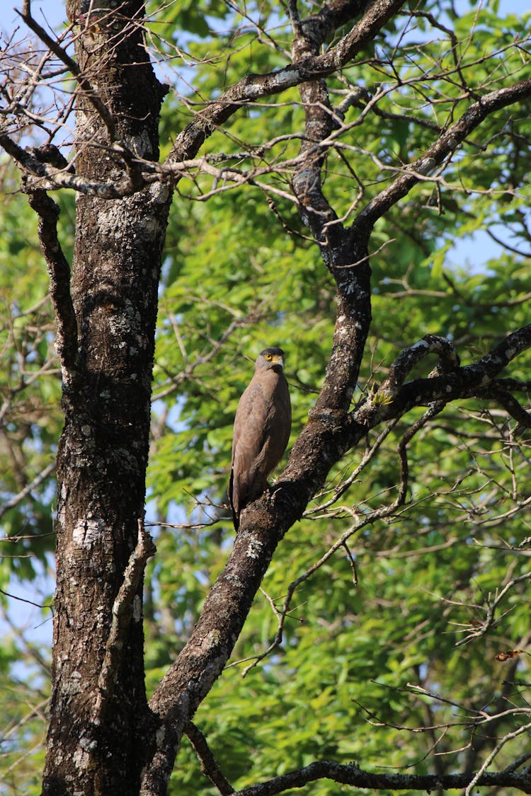 Raptor On Tree