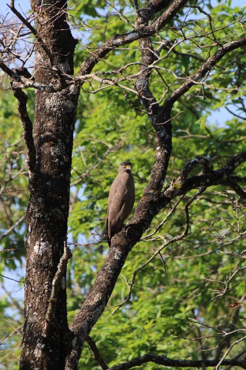 Tree Raptor Raptor on Tree · Free Stock Photo