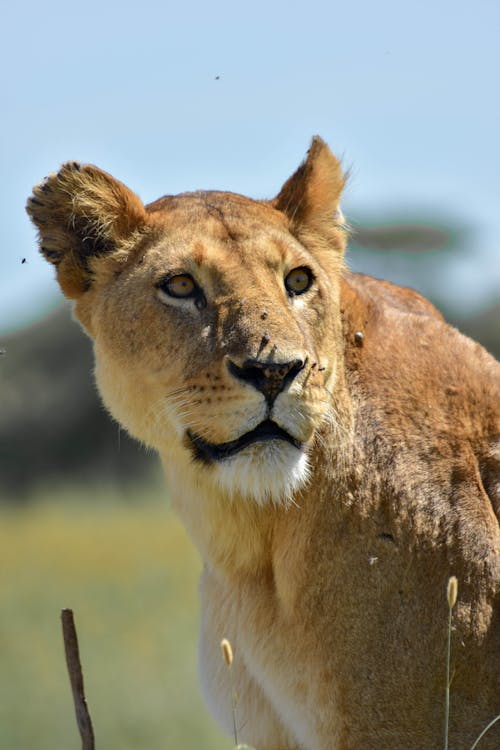 Brown Lion on the Grass Field