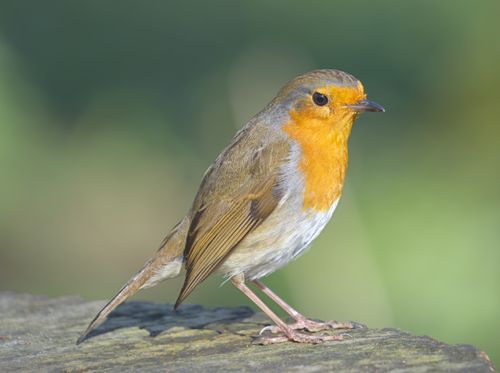 Free Beautiful portrait of a European Robin perched outdoors with a blurred green background. Stock Photo
