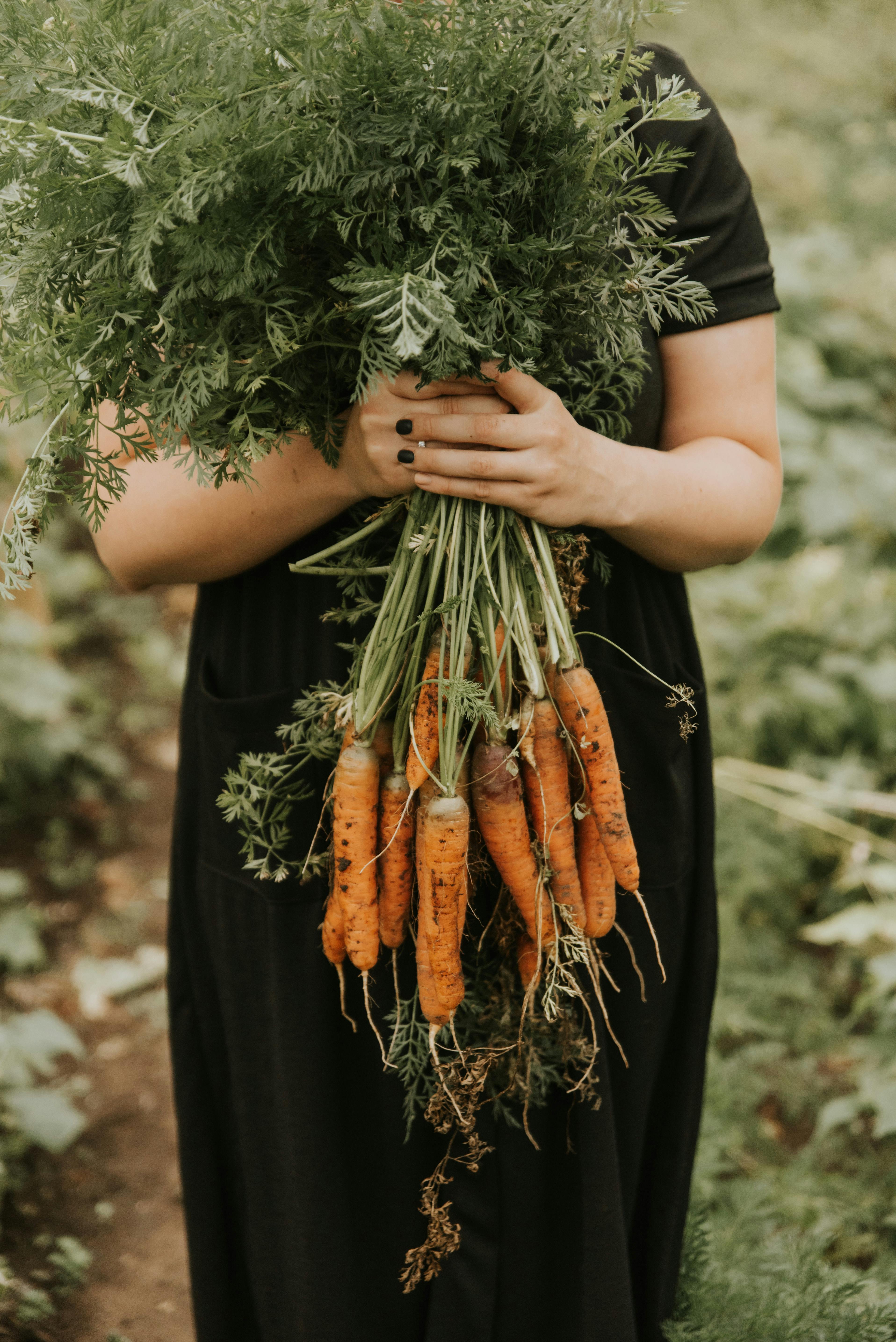 A woman holds a large bunch of freshly harvested carrots in a rural field.