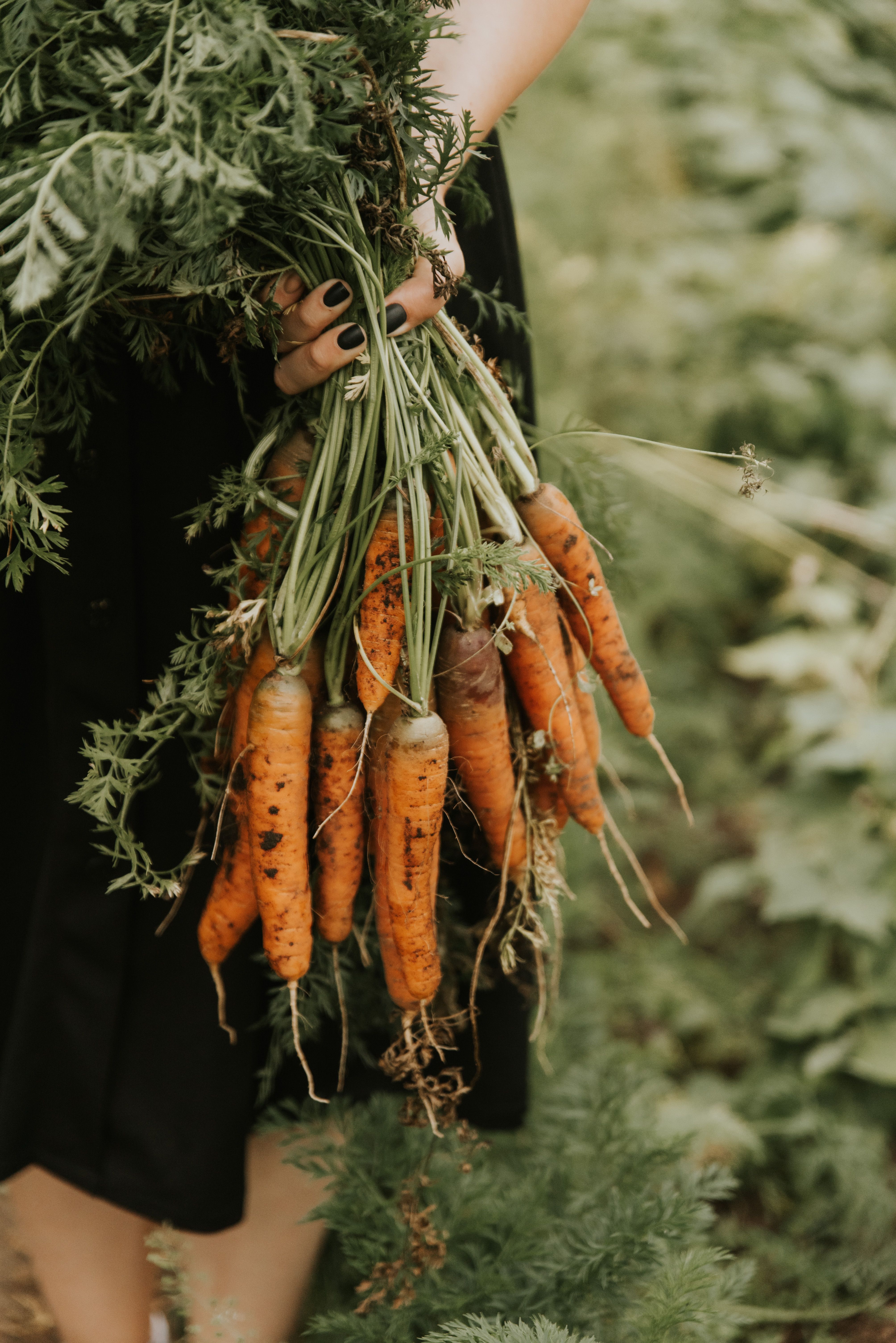 Carottes fraîches récoltées à la main en Guinée