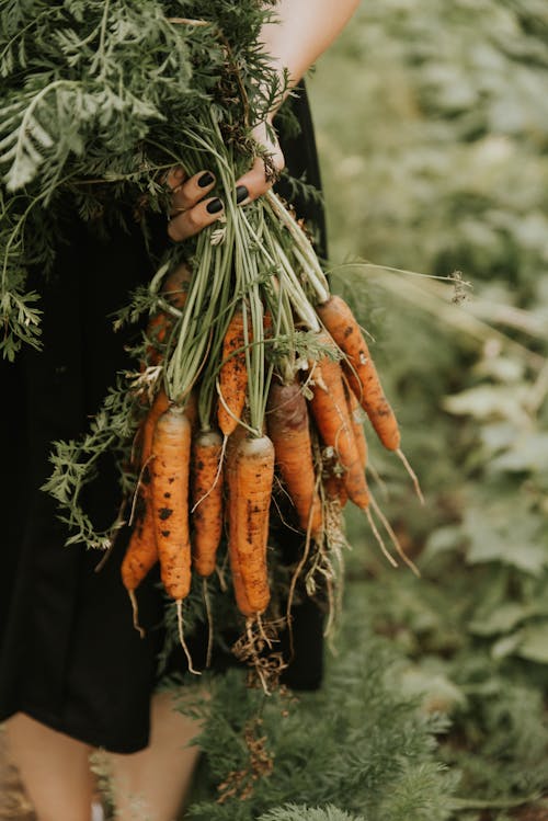 Immagine gratuita di agricoltura, carote, donna