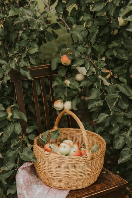 Rustic wicker basket filled with fresh apples, placed on a wooden chair amidst lush apple trees.