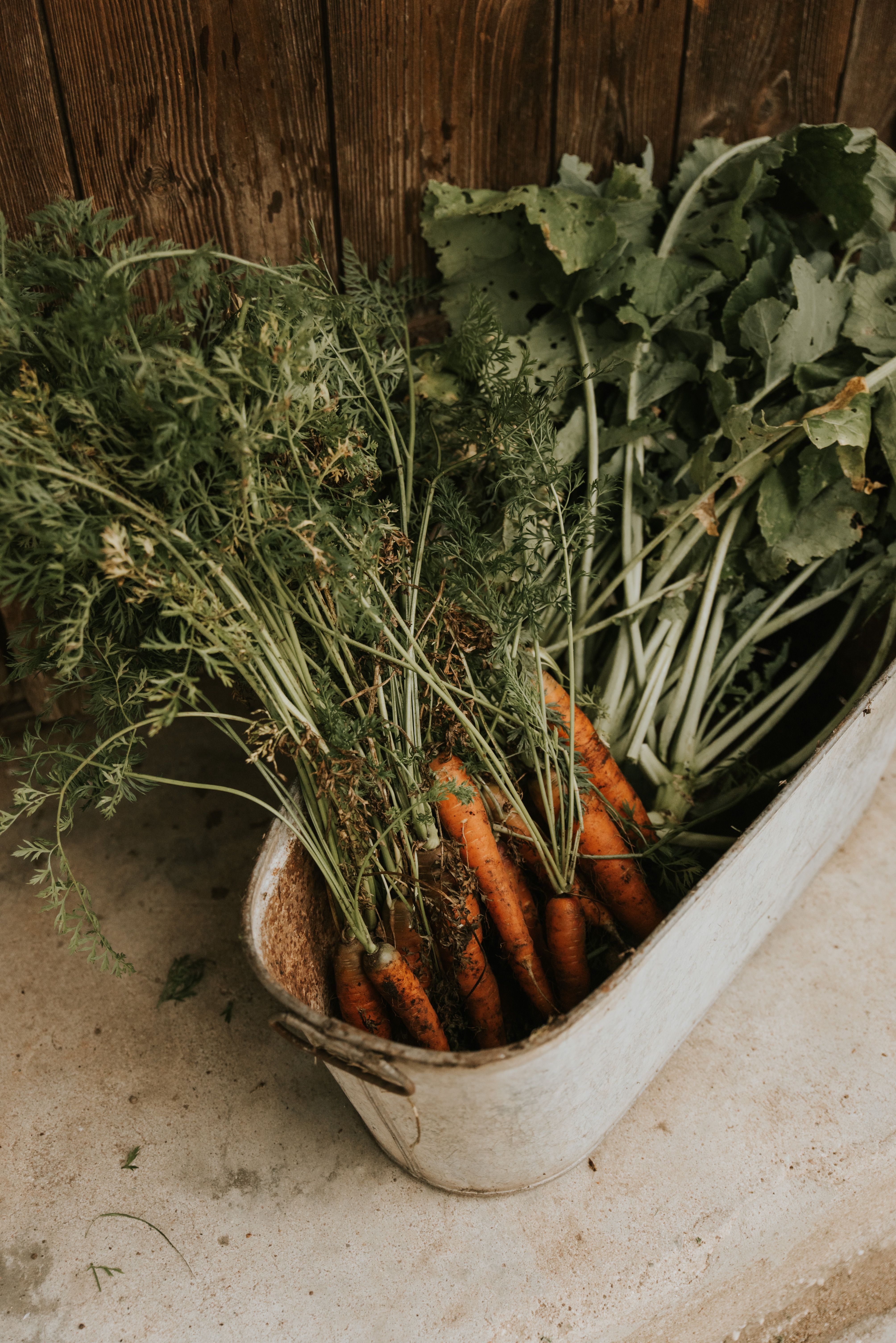 Calendrier de juillet au potager : que semer, planter et récolter semaine par semaine - illustration