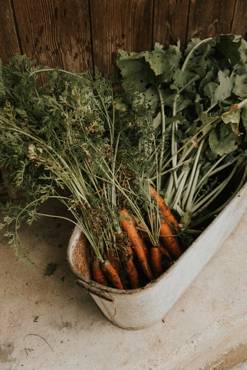 Carrots in Flowerpot