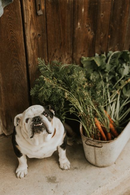 English Bulldog sitting by fresh carrots and greens in a rustic setting.