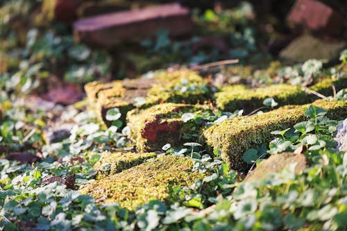 Free stock photo of bricks, clover, moss
