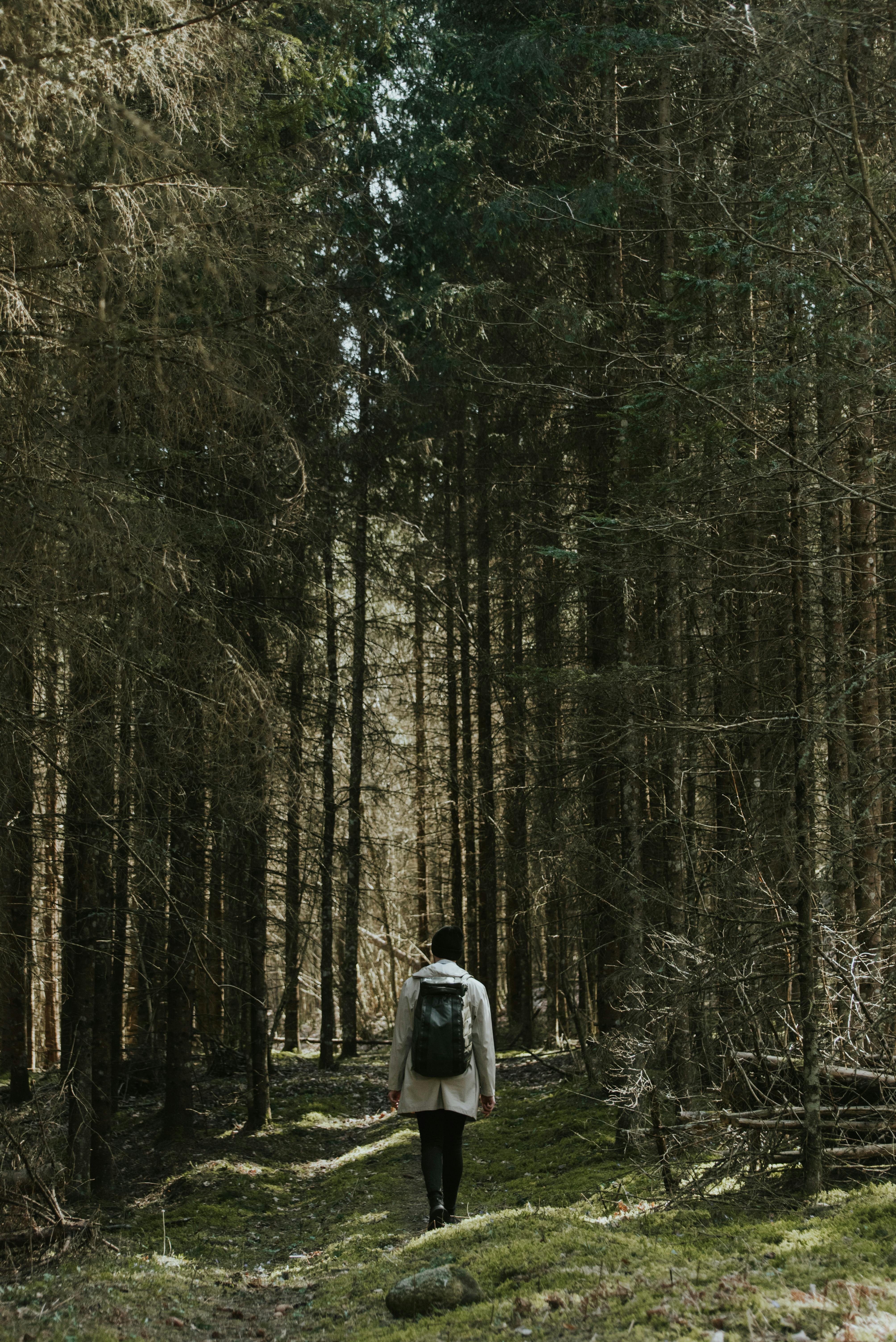 A lone hiker with a backpack walks through a tranquil forest path under tall trees.